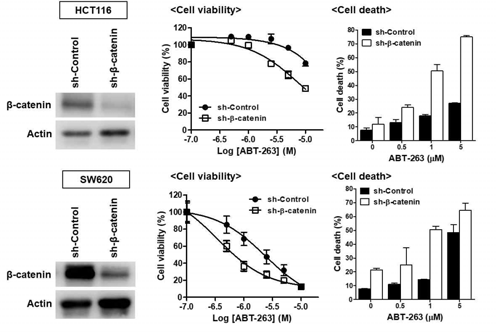 β-catenin knock-down에 의한 ABT-263 반응성 증가