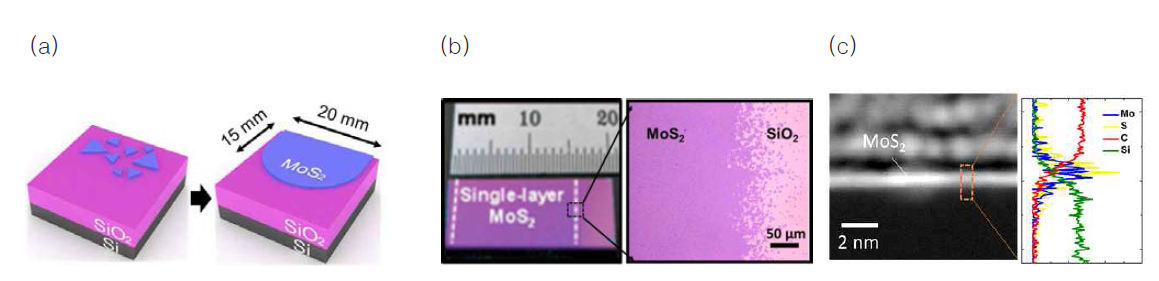 (a) MoS2 합성 모식도, (b) CVD로 합성된 MoS2의 광학 이미지, (c) TEM과 EDS 이미지