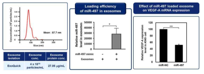엑소좀 분리 및사이즈 확인, miRNA 로딩 효율 비교, 엑소좀의 VEGF 발현저감 효과 검증