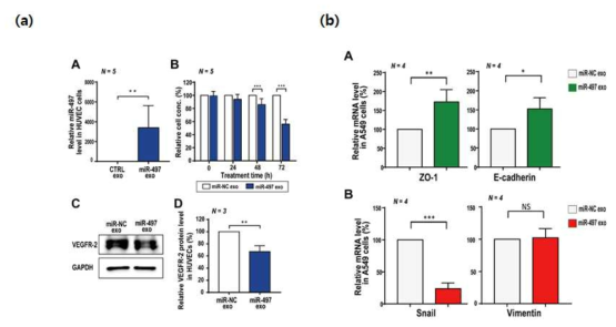 혈관세포에서 엑소좀약물에 의한 VEGFR 발현 감소(a) 및 EMT관련 단백질 발현 변화 관찰(b)