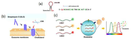 엑소좀 엔지니어링을 위한 안티센스 핵산 탑재 기술 (a) miRNA-antisense LNA (b) 엑소좀 투과도를 높이는 SLO (c) 엑소좀 내 다중 치료제 전달을 위한 multiplexed 이미징