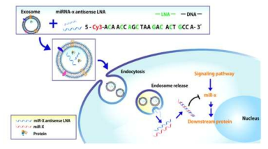 핵산을 탑재한 엑소좀을 통한 세포내 약물 전달