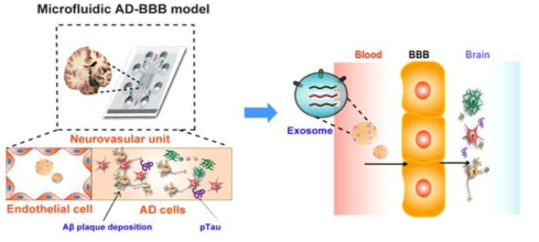 엑소좀의 BBB 통과 및 치료 효능 평가