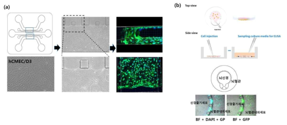 뇌혈관 체외모사를 위한 마이크로 디바이스(좌) 및 well-plate 기반 세포배양플랫폼 (우)