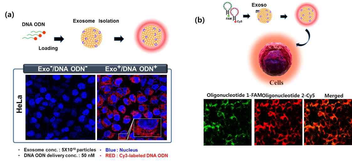 엑소좀 내부에 형광 tagging된 핵산의 전달