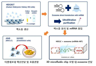 엑소좀 생산 및 유전자약물 전달과 이를 타겟세포 (3D 모델)로 전달하는 과정 모식도
