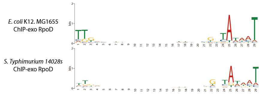 ChIP-exo 결과를 기반으로 예측된 살모넬라균과 대장균의 시그마 인자 결합 서열