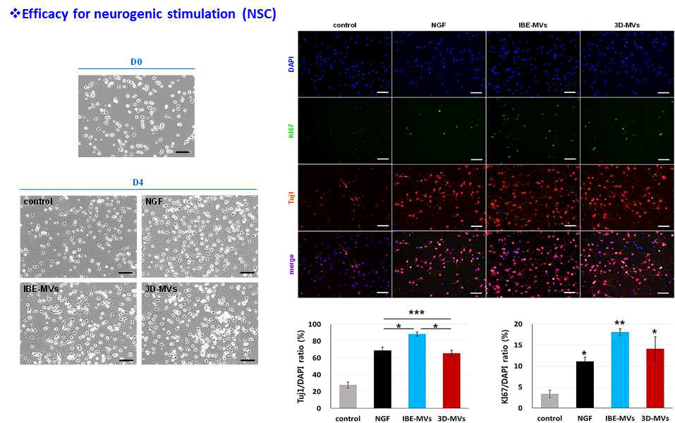 증폭 생산된 미세소포체의 in vitro 신경재생 효능 평가
