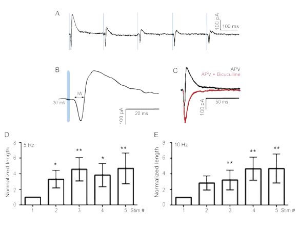 (A) -30 mV로 전압을 유지한 채로 APV 100 μM을 처리하며 EPSC/IPSC를 측정하고 활성융합시간창을 측정함 (IW). (B) EPSC/IPSC sequence with APV 100 μM and 2 μM Bicuculline (Vhold = -30 mV, red). (C) 5 Hz 광유전학적 자극 중 EPSC/IPSC complex sequence (D-E). Normalized IW length of integration window at 5 Hz (Top) and 10 Hz (Bottom). IW length increases along with high-frequency stimulation. *p<0.05 **p<0.01, paired t-test, non-parametric