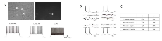 PV뉴런을 포함하는 quadruple whole-cell patch clamp를 이용한 전전두피질내 PV-피라미드뉴런 간의 연결체 분석. A. PV-TdTomato라인을 통한 형광 신호 및 전기생리학적 특성을 통한 PV뉴런의 동정 B.시냅스 연접을 가지는 경우(위)와 그렇지 않은 경우(아래)의 전기생리학적 특성 C. 기록된 뉴런들의 기록. 기존에 감각피질 등에서 알려진 연결 확률보다 유의하게 낮은 연결체 특성을 가지고 있음