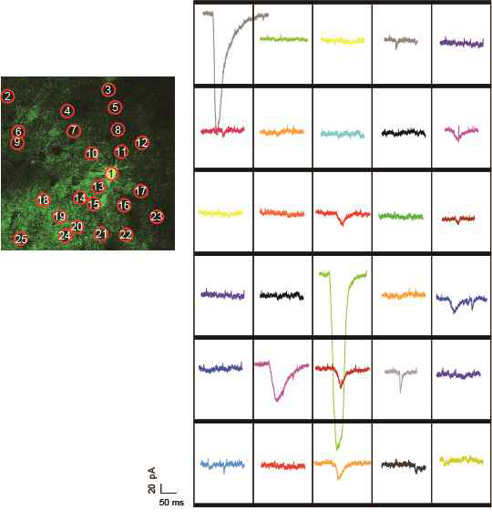 글루탐산 Uncaging을 이용한 신경세포의 연결성 분석. (왼쪽) Whole-cell patch한 신경세포(1번, 밝은 초록)를 중심으로 주변의 다른 신경세포(2~25번)의 빨간 원 부위를 Ucaging. (오른쪽) 1~25번 신경세포를 Uncaging 시, 1번에서 기록한 흥분성 후연접 전류 (Excitatory postsynaptic current (EPSC)). 24개의 신경세포 중 10개의 신경세포와 연결성을 띔