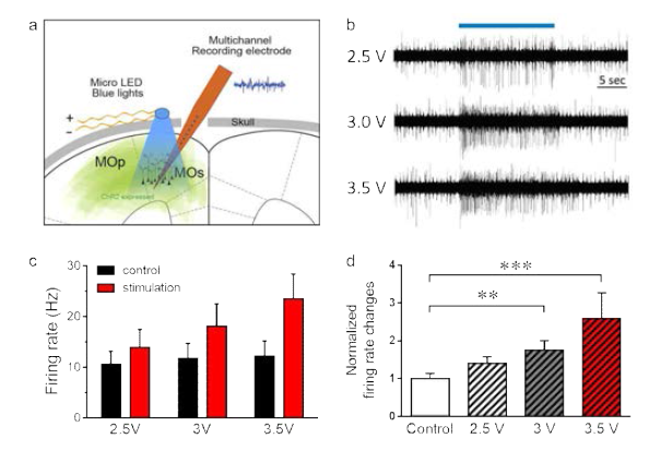 두개골위에 부착된 micro LED 자극으로의 활성조절. (a) ChR2이 발현되고 있는 대뇌피질에 다채널 기록용 전극을 이용해 기록을 하면서 micro LED 자극을 주는 실험 모식도. 2.5V, 3V, 3.5V micro LED 자극에 의한 대뇌피질 firing rate은 자극 세기에 의존적으로 감소하는 경향을 보임 (b,c,d). ** P < 0.01, *** P < 0.001