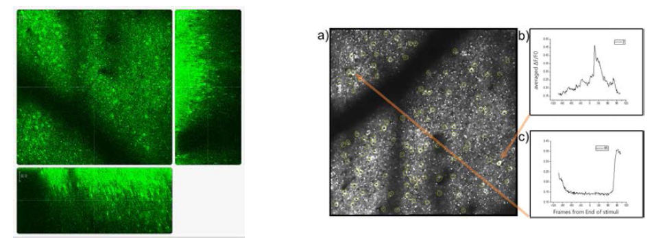 GCaMP6f를 발현한 쥐의 이광자 현미경이미지. 가운데 XY평면은 약 500X500um의 크기이고 오른쪽과 아래의 이미지는 깊이방향으로 220um를 1um간격으로 10장씩 촬영한 총 2210장의 이미지를 합성한 단면이다. (오른쪽)a) 총 3000장의 이미지에서 100개 이상의 뉴런이 구별 가능하다. b) 행동에 맞춰 칼슘 농도를 정렬한 결과 단기 기억 의존성의 활동을 보이는 세포. c) 보상 특이적인 반응을 보인는 뉴런의 예