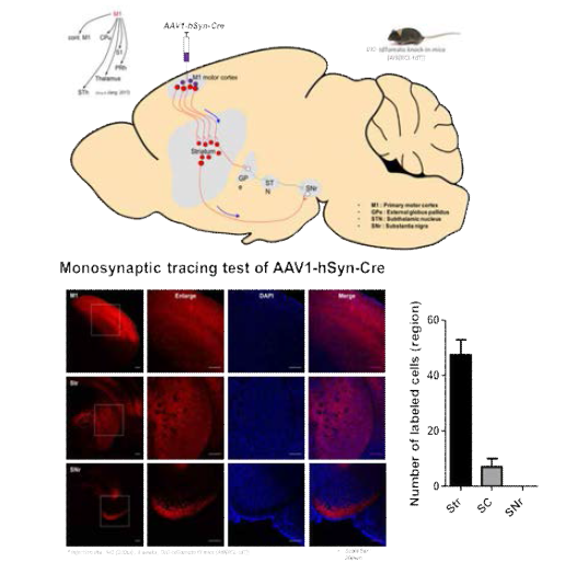 AAV1을 활용한 anterograde trasn-synaptic labeling 기법. Ai9 (Cre-dependent tdTomato 발현 가능) 마우스의 primary motor cortex (M1)에 AAV1-hSyn-Cre를 주입하면 postsynaptic area인 striatum(Str)에 형광 단백질 발현을 관찰할 수 있으나 monosynaptic target이 아닌 substantia nigra(SNr)에는 형광단백질 발현을 관찰할 수 없음