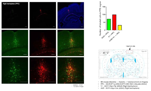 (왼쪽 위) AUD (green) 및 V1 (red) 입력을 받는 PPC 신경세포들의 모습. (오른쪽 위) 형광단백질 발현 정도에 따른 PPC 신경세포 비율. (오른쪽 아래) 실험조건
