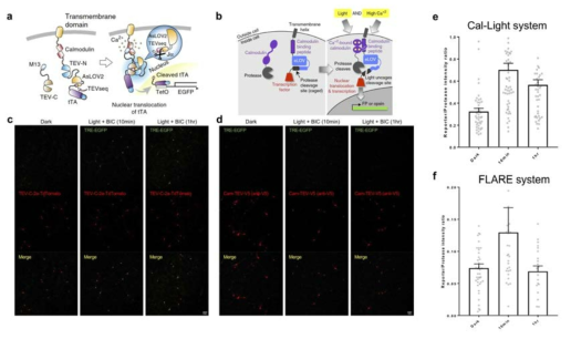 Cal-Light 및 FLARE 시스템의 비교 분석. a, b: Cal-Light (a) 및 FLARE (b) 시스템의 작동원리 모식도. c, d: Cultured cortical neuron에서 빛(Light)과 활성도(BIC)를 처리했을 때의 활성 의존적 유전자 발현 비교 e, f: c, d 결과의 정량적 분석