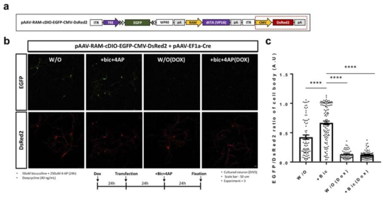 Cre 재조합효소에 의존적으로 발현되는 RAM promoter 시스템 벡터의 활성의존 유전자 발현여부 분석. a. RAM promoter-driven EGFP 및 CMV promoter-driven DsRed2 형광단백질 유전자 발현이 가능한 플라스미드 벡터 모식도. b. Cultured cortical neuron에서 RAM pomoter 벡터의 Cre 재조합효소 및 활성(bic+4AP)의존적 발현 관찰 예시 c. RAM promoter에 의한 활성 의존적 EGFP 정량 분석. ****p<0.0001, unpaired t-test