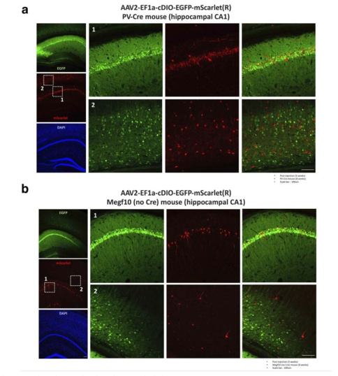 Cre 재조합효소에 의존적으로 발현되는 AAV2-EF1a-cDIO-EGFP-mScarlet(R)의 in vivo 작동 여부. a. PV-Cre 마우스의 hippocampal CA1 영역에 AAV2-EF1a-cDIO-EGFPmScarlet(R)를 주입한 결과. b. Cre가 발현되지 않는 마우스의 hippocampal CA1 영역에 AAV2-EF1a-cDIO-EGFP-mScarlet(R)를 주입한 결과. Cre 발현이 없음에도 불구하고 일부의 세포에서 mScarlet의 발현이 유도되는 것을 확인함