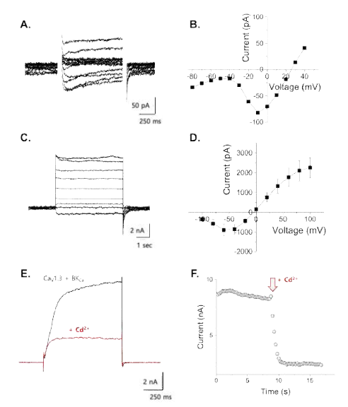 칼슘채널 CaV1.3와 BKCa간의 기능적 연계. Whole-cell (A), inside-out (B) patch-clamp로 기록된 CaV1.3 (A, B)와 BKCa(C, D)의 대표그림과 전압-전류 상관관계 (B, D). BKCa(C)의 활성화는 전압 및 10 uM [Ca2+]i를 이용해 유도하였음. 두 채널을 동시 발현한 후 whole-cell patch-clamp를 통해 기록한 전류의 예 (E). 세포밖 Cd2+ 이온의 처리에 따른 전류의 감소(붉은색). F. 시간에 따른 Cd2+ 이온에 의한 전류 감소