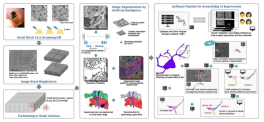 현미경 영상 분석을 통한 뉴런 재구성 파이프라인 개념도. 획득된 3차원 영상을 정렬하여 영상 스택을 만들고, 이를 소규모 부피로 분할. 각 부피에 학습된 인공지능을 적용하여 분획화. 분획화 결과인 각 조각은 뉴런을 재구성하는 최소 단위로, 더 이상 나눠지지 않으며 이를 조립하여 뉴런을 재구성. 뉴런의 조립은 인간 작업자가 전용 GUI 소프트웨어의 상호작용을 통해 작업 관리 시스템과 협업하여 이루어짐