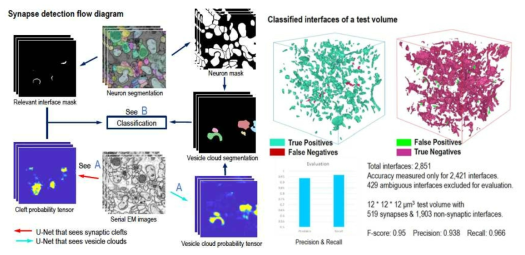 시냅스 자동 검출 알고리즘. (왼쪽) 3차원 전자현미경 영상 각 화소의 시냅스 틈새(synapse cleft) 확률을 출력하는 AI, 신경전달물질 소포체(vesicle) 영역을 검출하는 AI, 뉴런사이의 접촉면에서 시냅스 틈새 확률값 분포와 소포체 존재 여부 등 정보로 최종 결정하는 AI의 판단 과정 개념도. (오른쪽) 개발된 알고리즘은 2,851개의 뉴런 접촉면 중 519개의 시냅스를 포함하는 12×12×12 μm3크기의 테스트 데이터에서 95%의 정확도를 보임