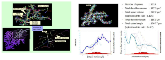신경세포 3차원 구조 정보 추출. (왼쪽) 부피를 가진 3차원 뉴런 구조로부터 가지치기 골격구조와 시냅스 가시를 추출. 골격 구조를 알면 뉴런의 가지치기 패턴, 경로 길이 등을 측정 가능. 시냅스 가시는 신경회로의 시냅스 연결과 직접 관련되므로 뉴런의 연결 양상을 파악하는 연구에 활용 가능 (오른쪽 위) 개발된 알고리즘을 뉴런 일부에 적용하여 길이 당 시냅스 가시의 밀도, 부피 등에 대한 정보를 추출한 결과 (오른쪽 아래) 뉴런의 시작점으로부터 거리에 따른 길이 당 시냅스 가시 밀도의 변화 (좌)와, 거리에 따른 뉴런 가지의 단면 반지름. 가시 밀도는 뉴런의 먼 곳으로 갈수록 높아지고, 뉴런 가지는 먼 곳으로 갈수록 가늘어지는 것을 정량적으로 확인