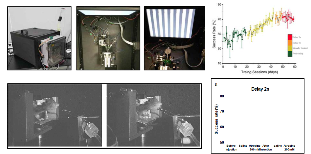 두부고정 중 판단과제 수행 능력 평가 (왼쪽) 훈련에 따른 성공률변화 (오른쪽 위) 및 아세틸콜린 의존성 (오른쪽 아래). 이광자 현미경, 판단과제 수행중 전기생리학 등의 연구기법 사용을 위해 두부고정중의 판단행동에 대한 훈련을 실시하였음. 머리가 고정된 생쥐는 좌측 혹은 우측으로 움직이는 세로줄의 방향을 기억하였다가 delay이후에 해당 방향의 lickport를 통해 보상을 받게 됨. 수행중인 생쥐는 반대방향의 lickport를 핥는 경우에는 자극적 청각신호와 time-out을 받기 되기 때문에 양쪽을 핥거나 임의의 방향을 핥지 않아야한다는 것을 배우게됨 (위)왼쪽부터 완성된 행동 분석장치, 외부와 빛, 소음 등이 차단된 박스의 형태이며, 내부에는 스크린, lickport, 두부고정장치와 몸통 고정장치를 지니고 있음. 스크린이로부터 왼쪽/오른쪽으로 이동하는 세로줄. (아래) 신호 중에는 lickport가 이격되어있다가, 수초후 lickport가 핥을 수 있는 거리로 다가오게 하여, delay를 강요할 수 있음. Atropine 투여 시 success rate이 criterion performance level(>70% correct)에서 chance level로 떨어짐을 반복 및 가역적으로 확인. Atropine은 200mM의 농도로 총 50nl를 2nl/s으로 투여함