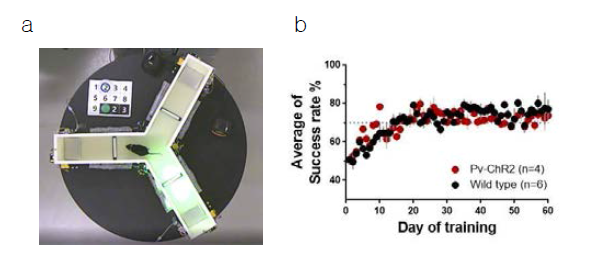 감각기반을 통한 mouse의 의사결정을 유도하기 위한 Y-maze 행동훈련. a, LED light 시각자극을 통한 좌/우 선택 학습의 반복 훈련을 위하여 Y-maze 장치를 고안함. b, 좌/우 선택 학습의 성공률 변화. 15번이상의 훈련으로 목표치인 70% 이상의 성공률을 유도할 수 있었음
