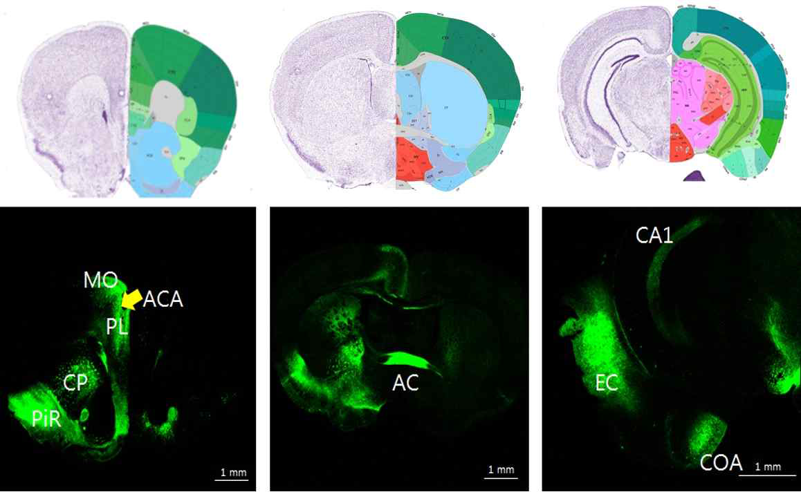 전전두엽에서 retrograde tracing. Retro-AAV를 주입하여 연결성이 있는 뇌영역을 보면 특히 CA1, Entorhinal cortex, Nucleus Accumbens, Amygdala 등 medioventral area가 연결되어 있음을 보임