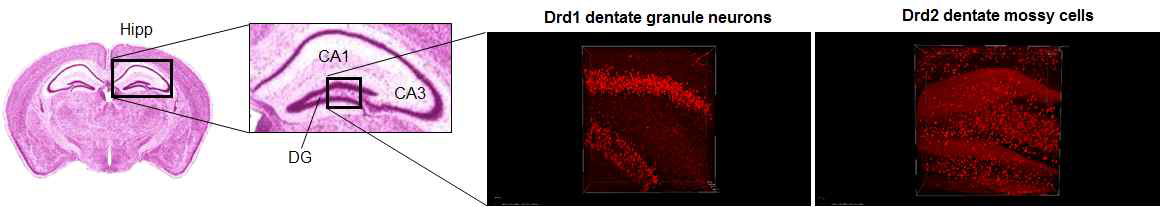 해마의 Drd1, Drd2 신경세포의 3차원 분포
