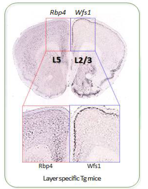 전전두엽 피질층 특이적으로 cre-recombinase를 발현하는 Cre-driver transgenic mice (e.g., Layer 2/3 - Wfs1; Layer 5 - Rbp4)