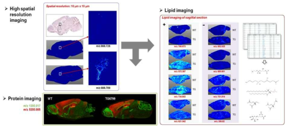 분자 매핑을 위한 MALDI-imaging기술을 도입하여 해마-전전두엽 분자 매핑을 위한 기술을 확보