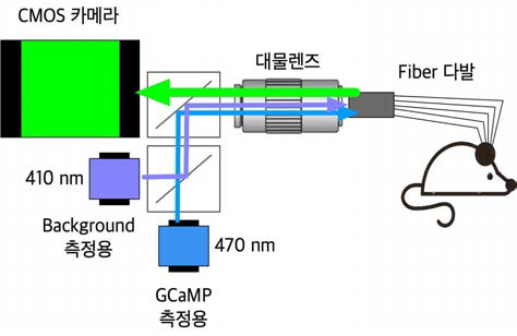 multi-site fiber photometry 장비 개념도