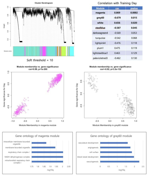 WGCNA 분석 결과 training day parameter와 유의한 관계를 갖는 유전자 그룹을 발견함 (위). 특히 magenta module, grey60 module이 가장 강력하게 나왔으며 (중간), 이들이 가장 잘 반영하고 있는 유전자 그룹을 발견함 (아래)