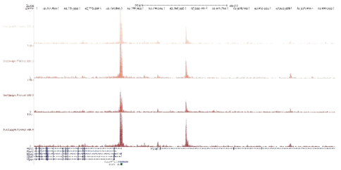 염색질접근성 분석 epigenome profile