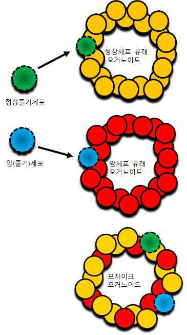 single cell 유래 오거노이드의 clonality 모식도