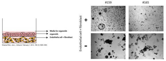 3차원 공배양 기술을 사용하여 생산한 오거노이드의 활용