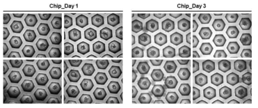Chip을 이용한 오거노이드의 약물 반응성 플랫폼 표준화