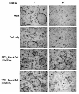 CRISPR/Cas9를 통한 TP53 gene knockout