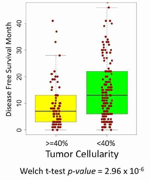 Tumor Cellularity, DFS, Recurrence의 관계