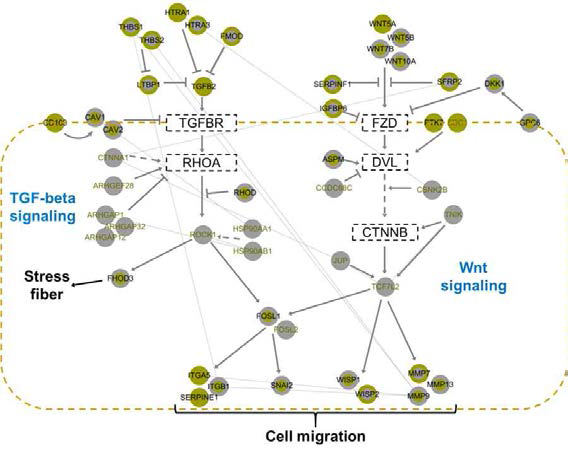 유전단백체 통합 subtype 2에 해당하는 생분자 시그니처로 구성한 네트워크 모델