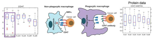 Phagocytosis를 저해하는 immune checkpoint의 subtype 별 발현