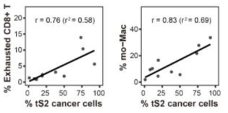 tS2 종양세포 비율의 증가와 mo-Mac/Exhausted CD8+ T cell의 상관관계