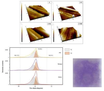 Topography, XRD, streptococcal biofilm 분석