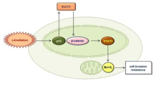 방사선 유도 SULF2 침윤성 조절 기전 모델 (출처: 선행 연구 논문)