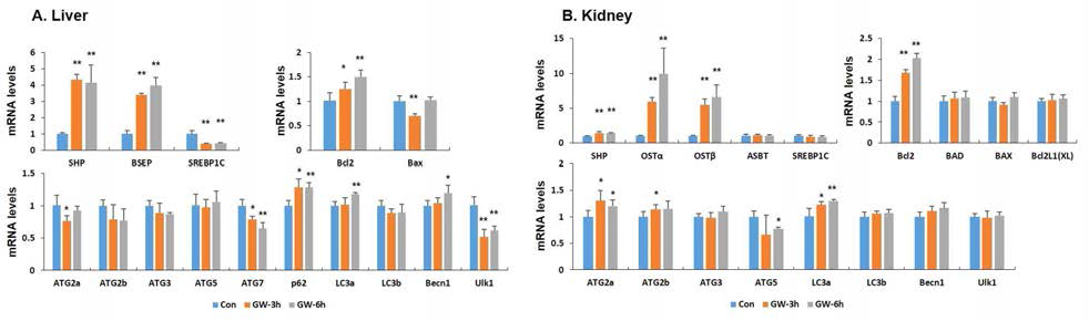 Effects of FXR agonist GW4064 treatment in mouse liver and kidney. Adult male wild-type C57BL/6 mice 10 weeks of age were fasting for 10 hours, and then FXR agonist GW4064 (75 mg/kg) were treated by oral gavage. mRNA levels were detected by qRT-PCR