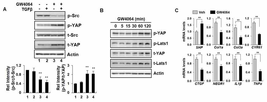 FXR agonist GW4064 controls YAP phosphorylation and its target genes in HK2 cells. (A) HK2 cells were exposed to TGFβ and GW4064. Phosphorylation of Src kinase and YAP were detected by western blotting. (B) GW4064 was treated with HK2 cells in a time-dependent manner and phosphorylation level of YAP signaling was analyzed by western blotting. (C) HK2 cells were treated with GW4064, and mRNA level of YAP target genes were detected by qRT-PCR