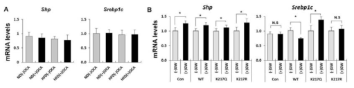 Effects of FXR agonists in mouse kidney and HK2 cells (A) Adult male wild-type C57BL/6 mice 8 weeks of age were fed with normal or high fat diet for 12 weeks, and fed the 0.5 % OCA diet for 1 weeks. Collected mouse kidney were detected the mRNA levels by qRT-PCR. (B) WT FXR and acetylation mutant (K217Q or K217R) were transfected to HK2 cells. HK2 cells were treated with 250 mM GW4064 for 7 hours. mRNA levels of Shp and Srebp1c were detected by qRT-PCR