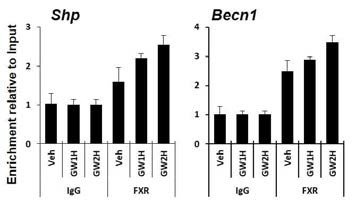 ChIP assay by treatment with FXR agonist GW4064 in HK2 cells. HK2 cells were treated with GW4064 for indicated time, and then ChIP assay was performed. Enrichment relative to input levels were detected by q-PCR