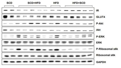 식이교체를 이용한 비만 유도 동물 모델의 심근 조직에서의 인슐린 신호전달 관련 단백질 발현
